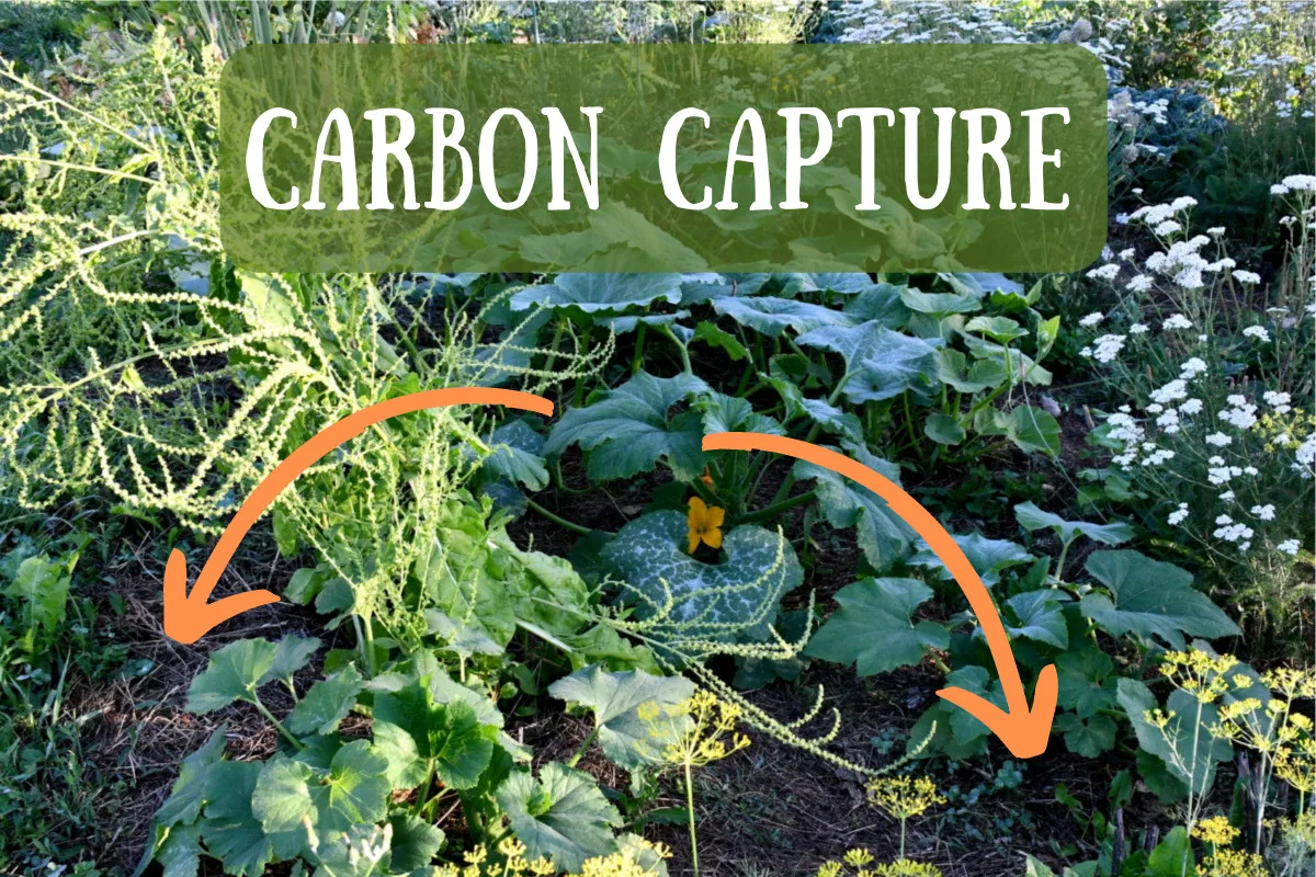 Photo graphic "Carbon Capture"