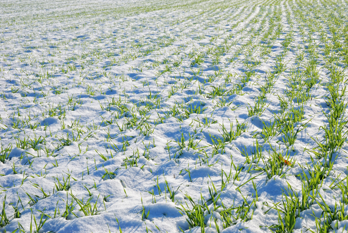 Snow covering a cover crop in a field.