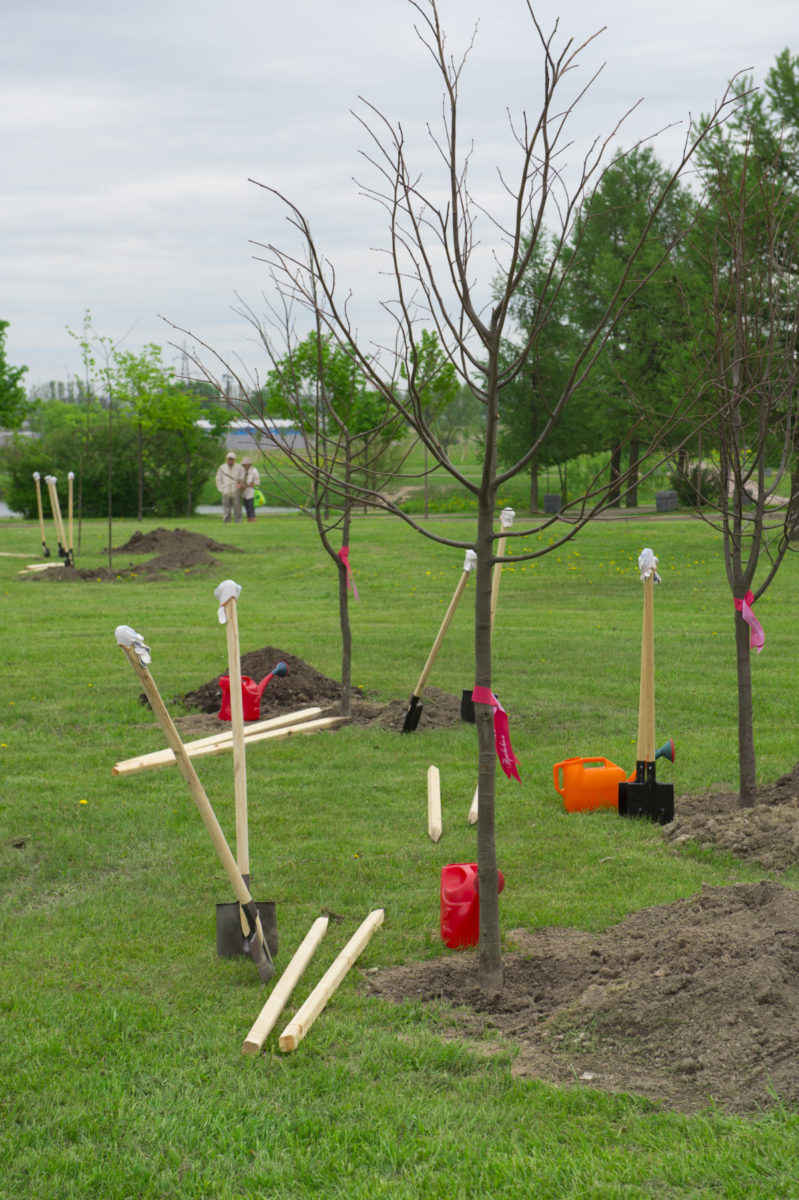 Newly planted trees.