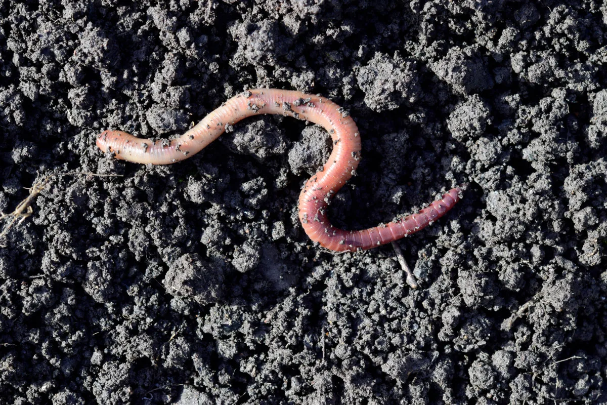 earthworm.jpg.webp