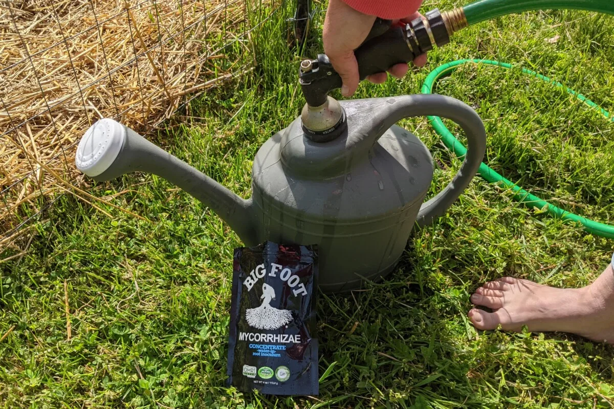 Woman's hand holding garden hose and filling watering can with water and mycorrhizae.