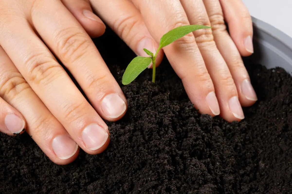 Hands pressing dirt around a small seedling in a pot. 