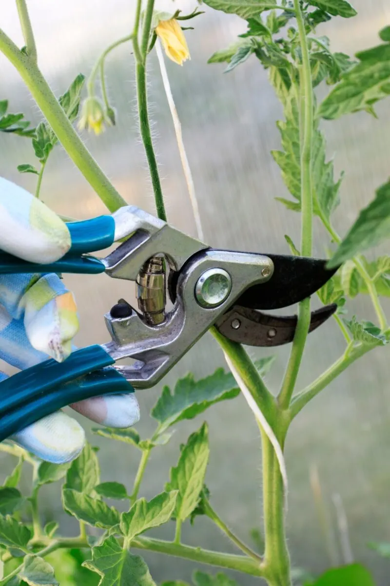 Gloved hand using hand pruners to prune a tomato plant. 