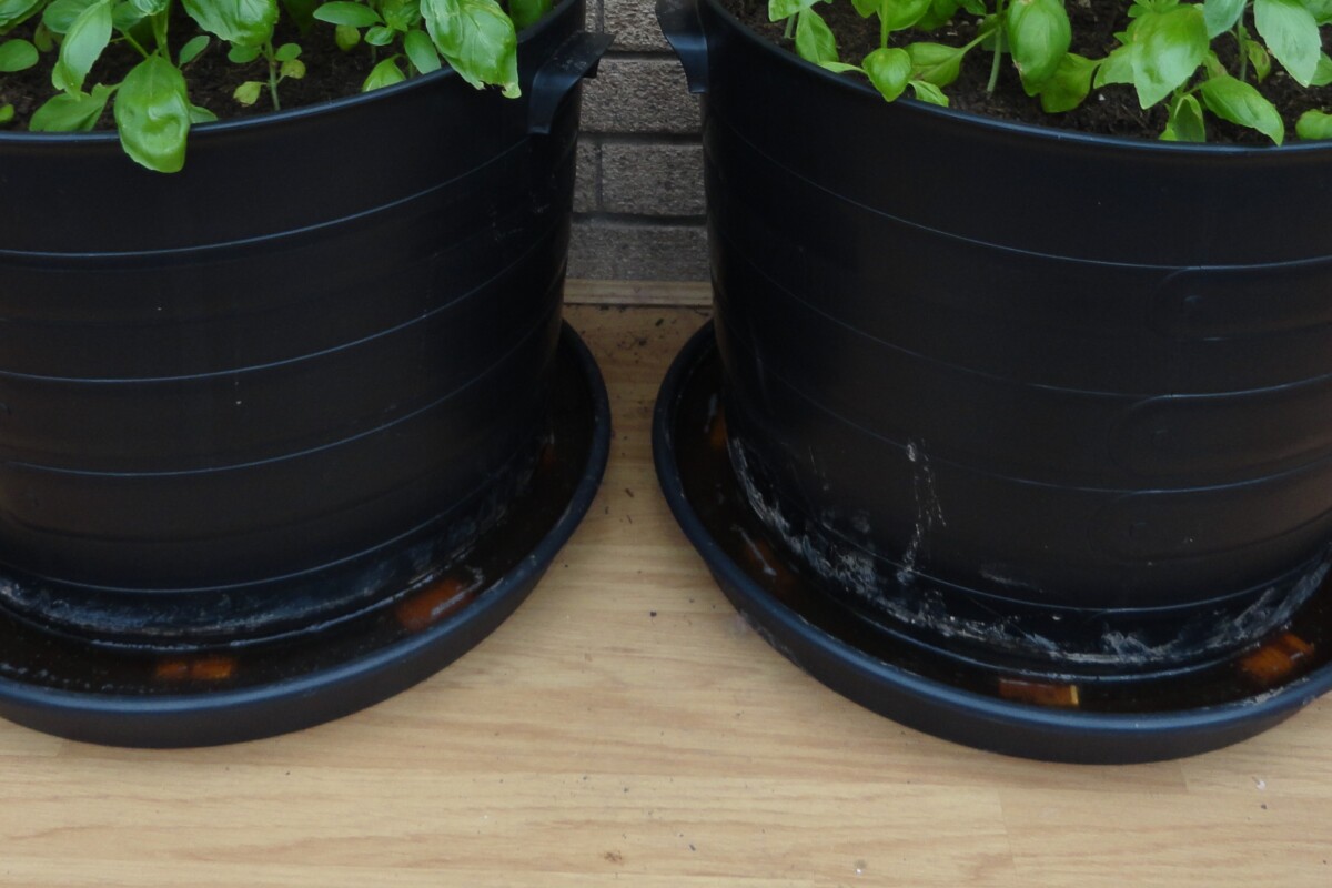 Large potted basil plants sitting pans of water up on wooden supports.