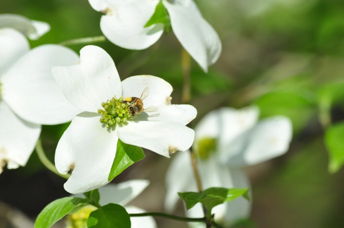 Bee on a dogwood flower.