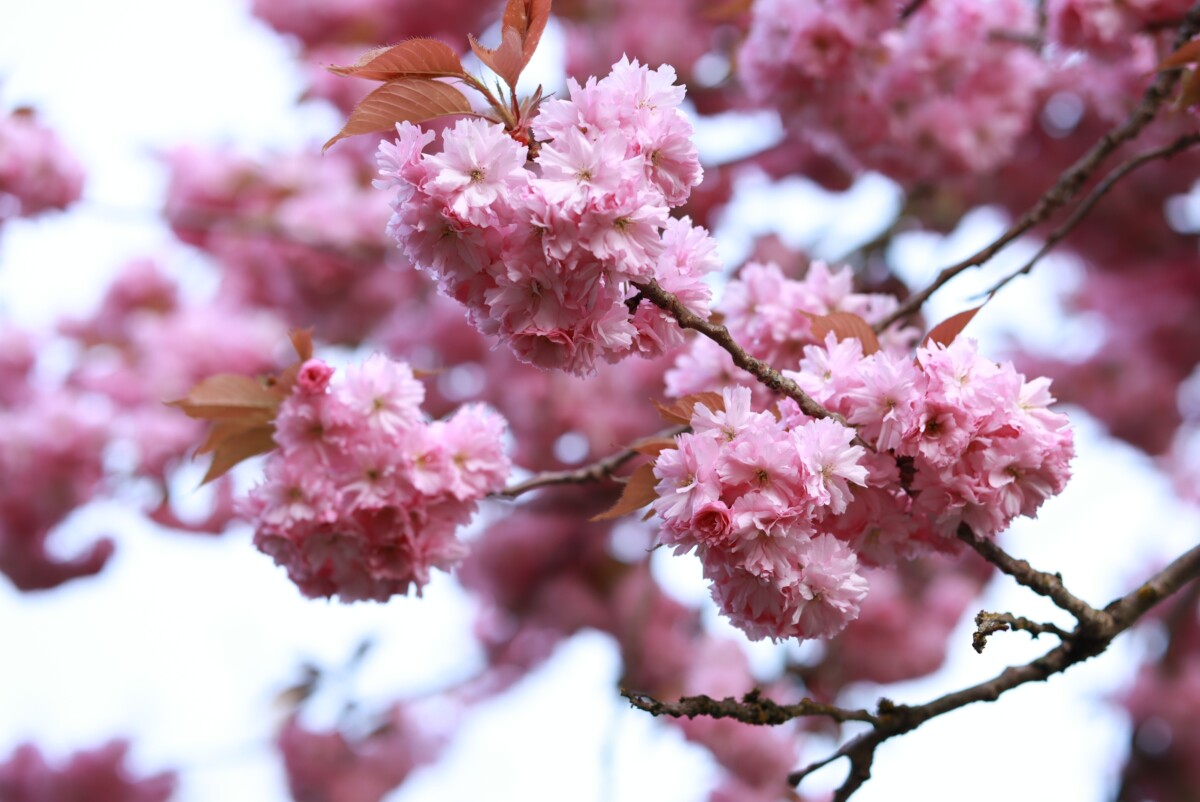 Pink cherry blossoms