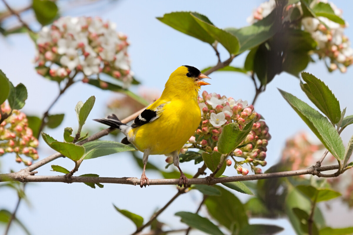 Goldfinch in a flowering tree.