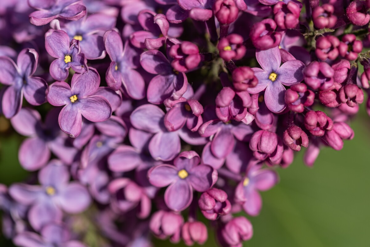 Close up shot of lilac blooms