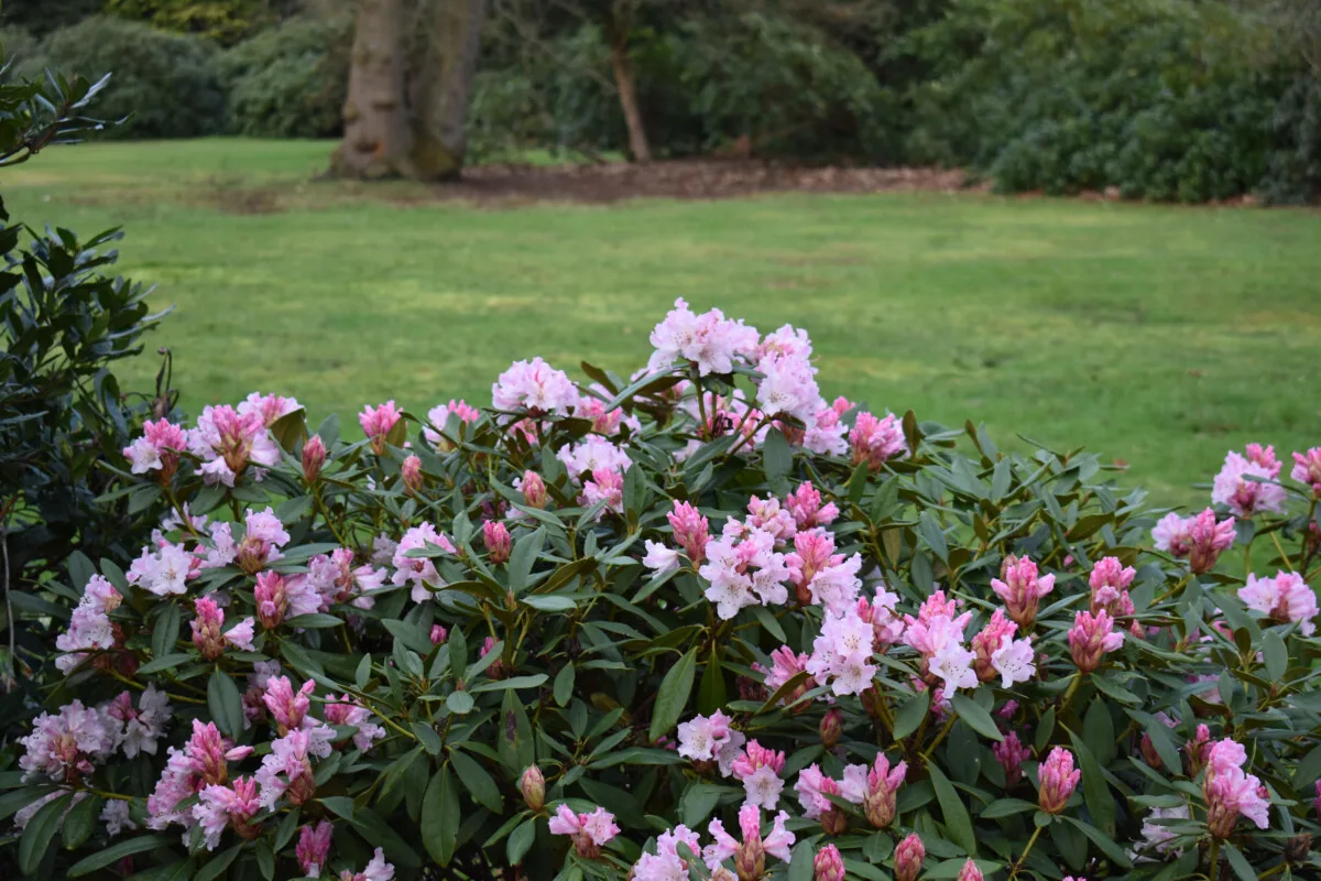 Rhododendron privacy hedge in backyard.