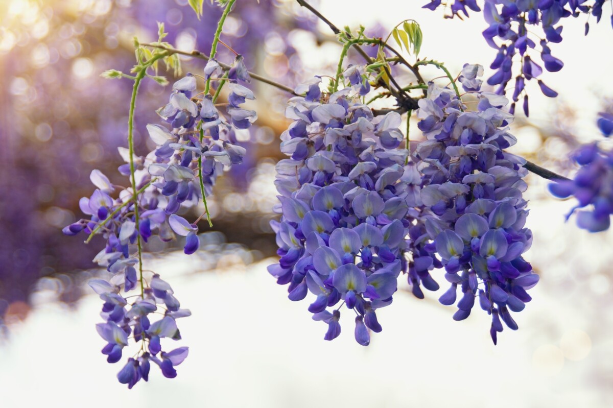 Purple wisteria blooms