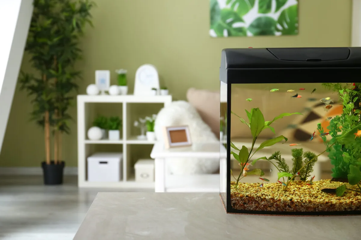Small fish tank with neons and tetras in it . 