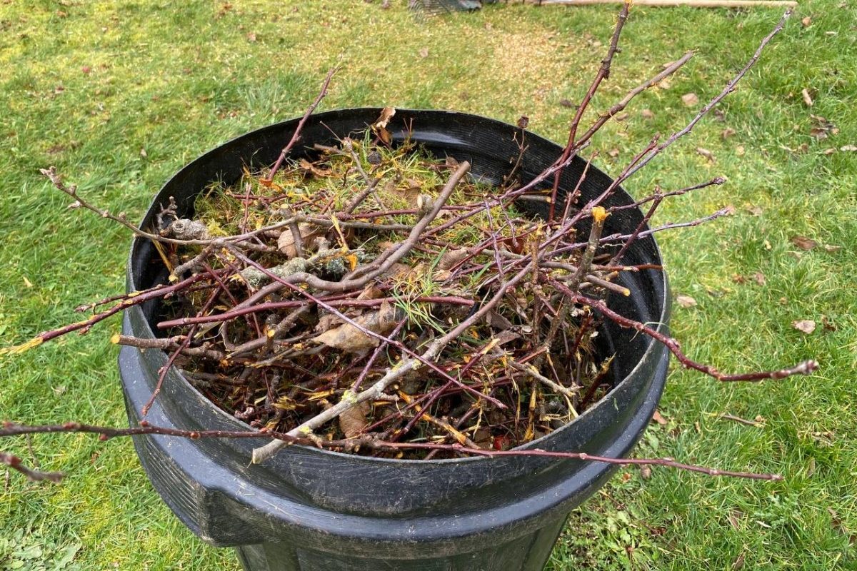 Bin filled with yard waste from trimming fruit trees.