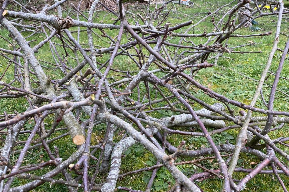 Limbs pruned from fruit trees laying on the ground. 