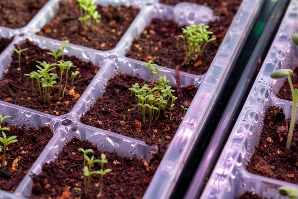 9 Ways to Improve and Speed Up Seed Germination