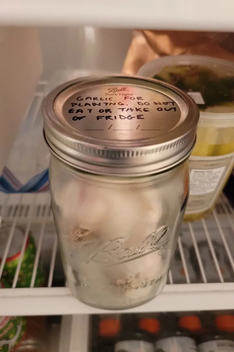 Jar of garlic heads in the fridge for cold stratification, lid reads "Garlic for planting. Do not eat or take out of fridge."
