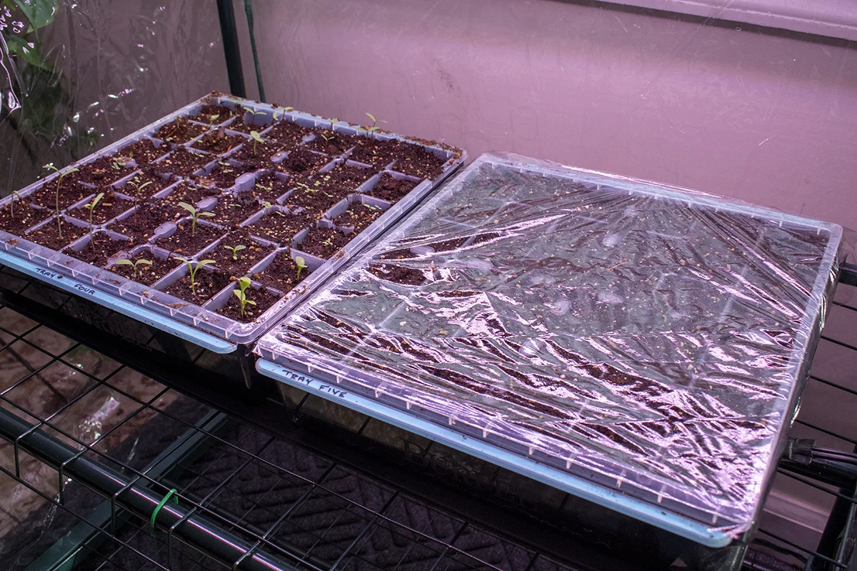 Two seedling flats side by side. One has seedlings sprouted, the other is covered with plastic wrap to retain moisture.