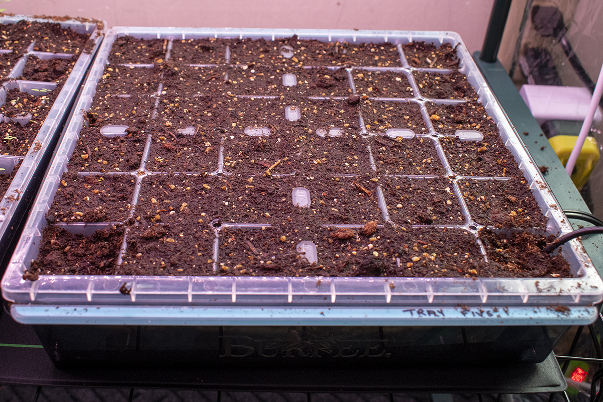 Seed trays filled with seed starting mix