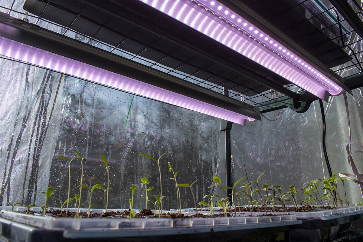 Two grow lights attached above seedling flats in a mini greenhouse.