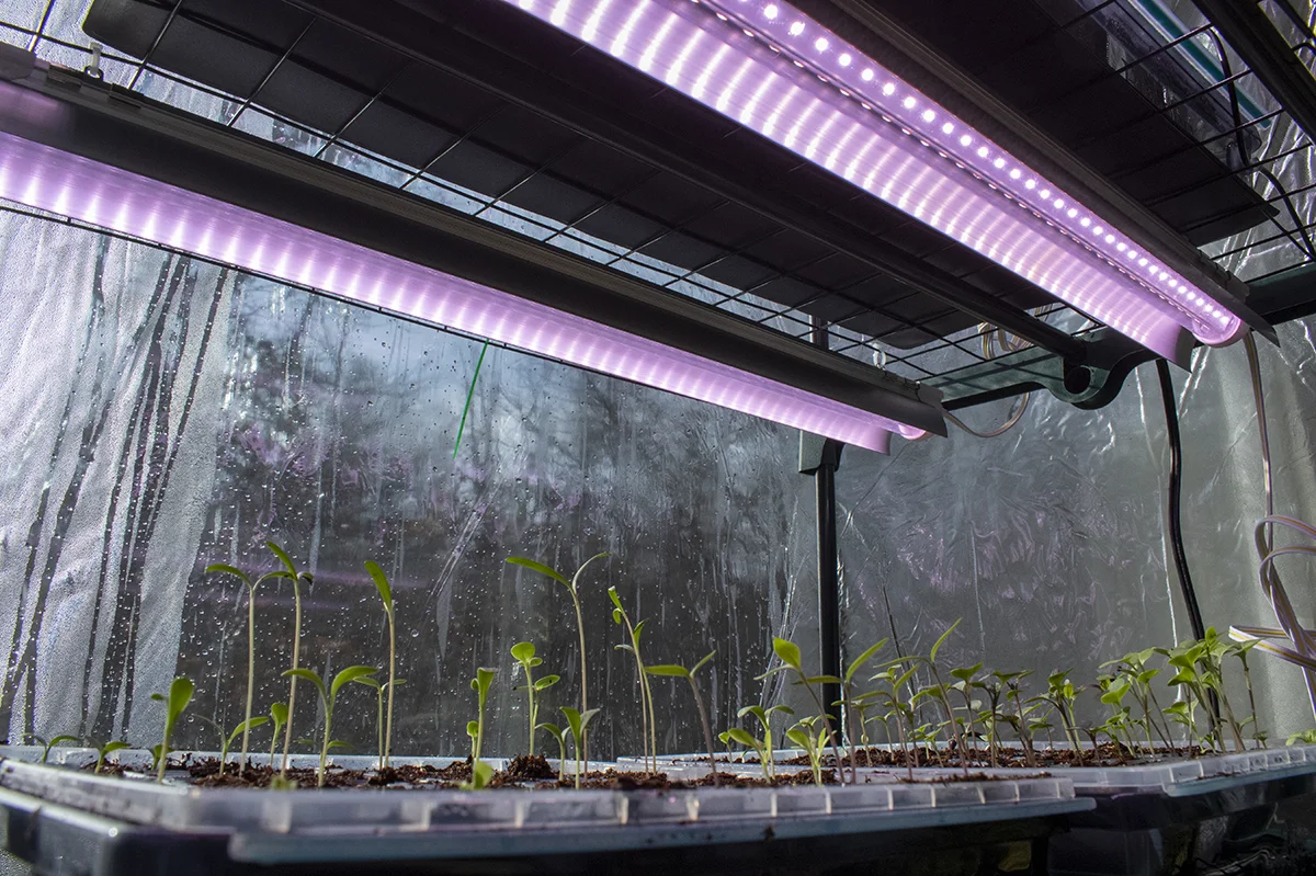 Two grow lights attached above seedling flats in a mini greenhouse.