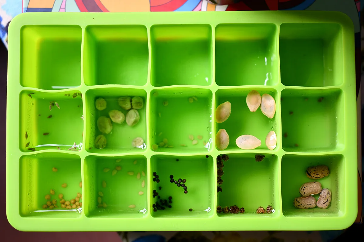 Overhead view of an ice cube tray being used to soak seeds before planting.