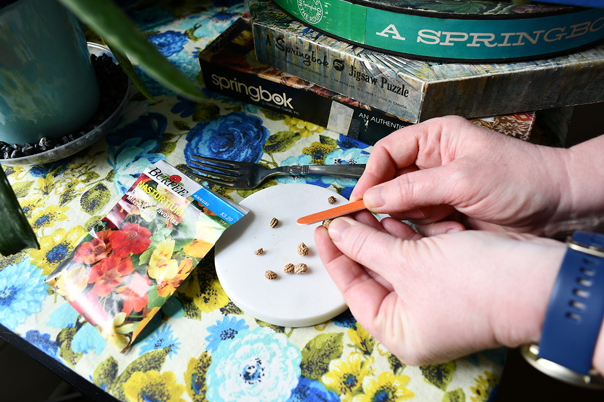 Woman's hand using an emery board to scratch a nasturtium seed.