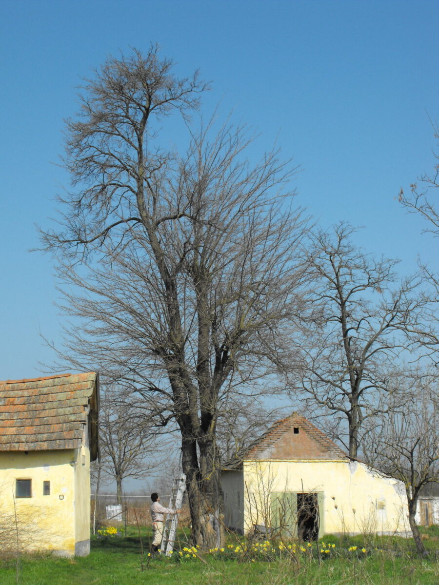 Man placing a ladder against a large mulberry tree.