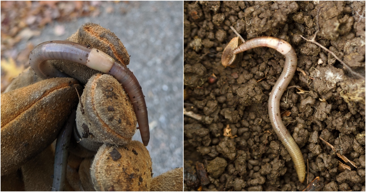 Dealing With Invasive Jumping Worms – A Gardener's Worst Nightmare