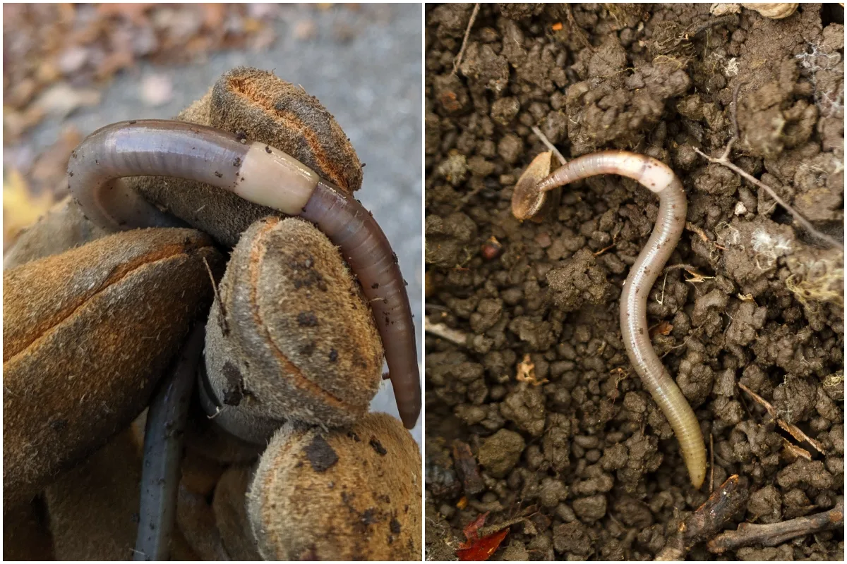Dealing With Invasive Jumping Worms – A Gardener's Worst Nightmare