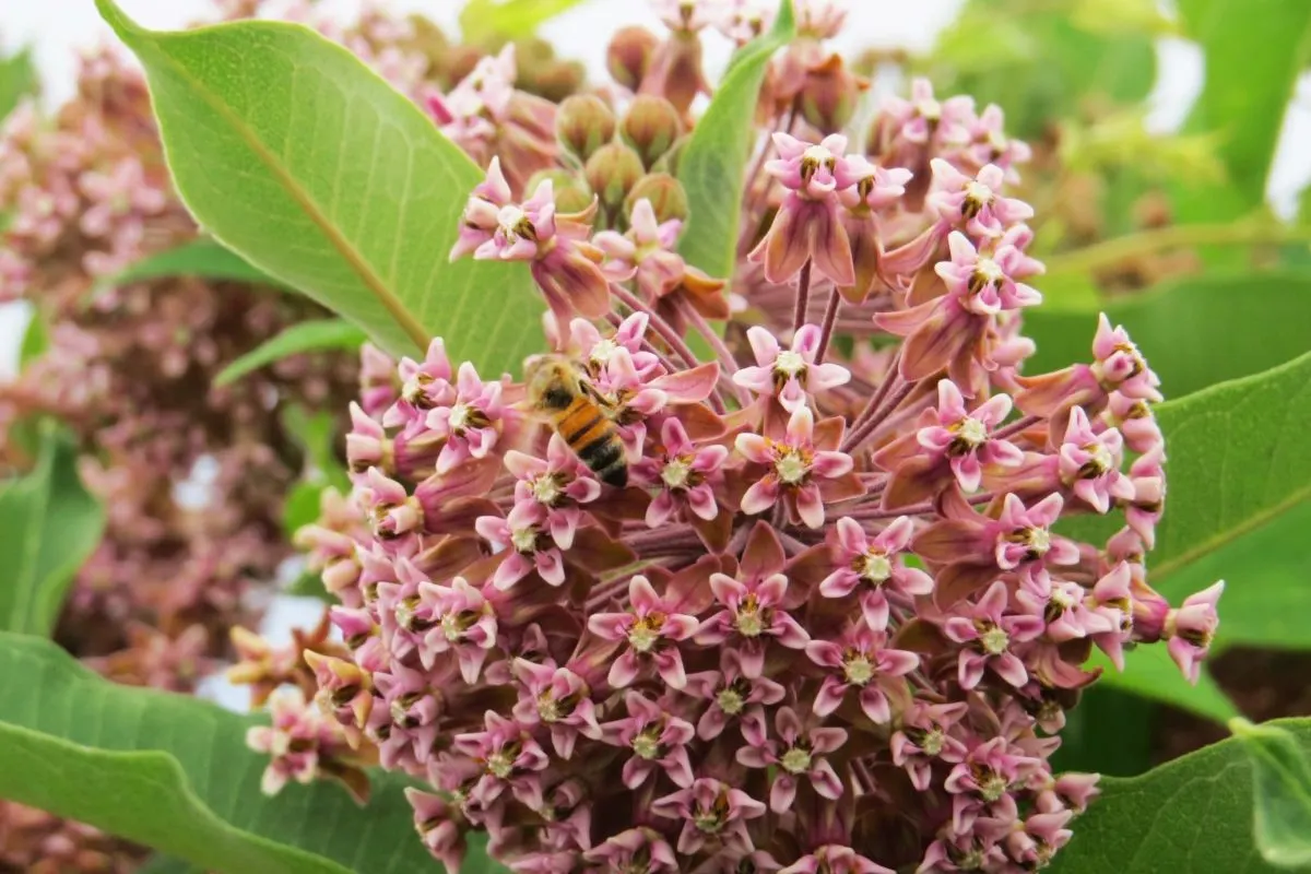 Bee on a milkweed in blossom.