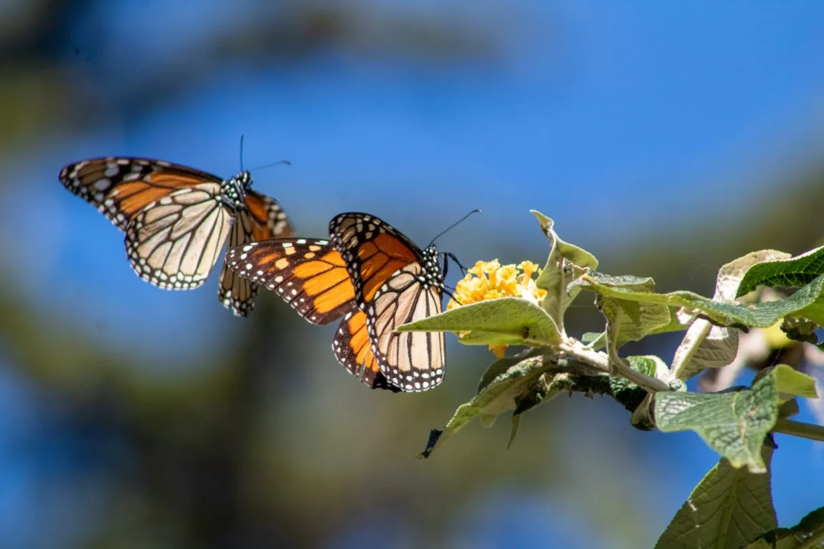 Monarch butterflies on a plant
