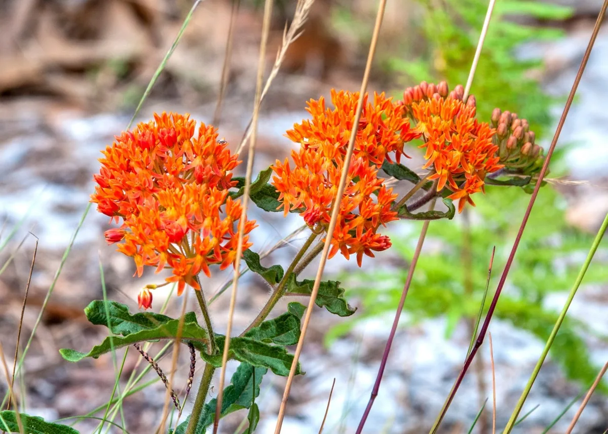 Butterfly weed in bloom.