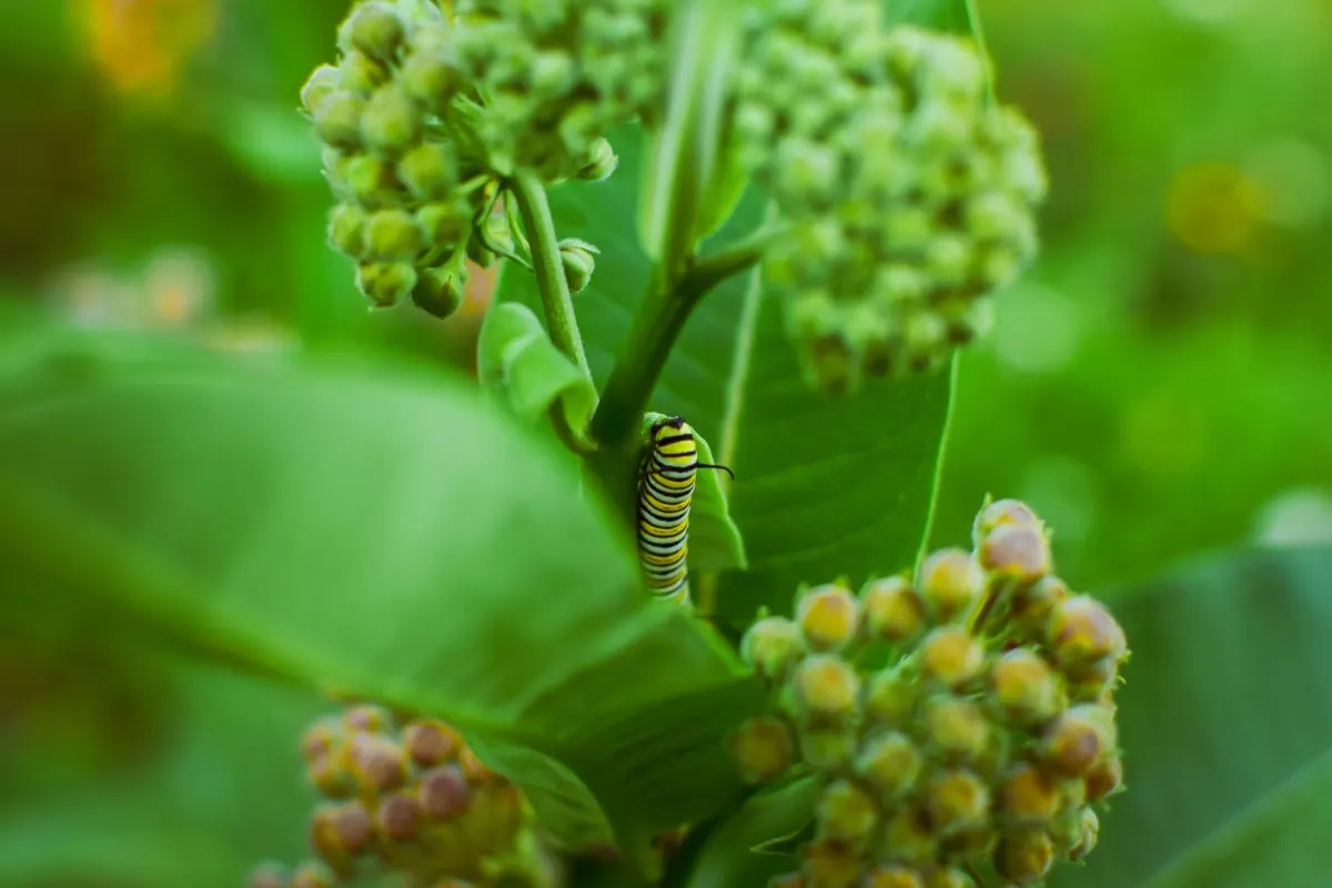 Monarch caterpillar inside milkweed plant nibbling a leaf. 
