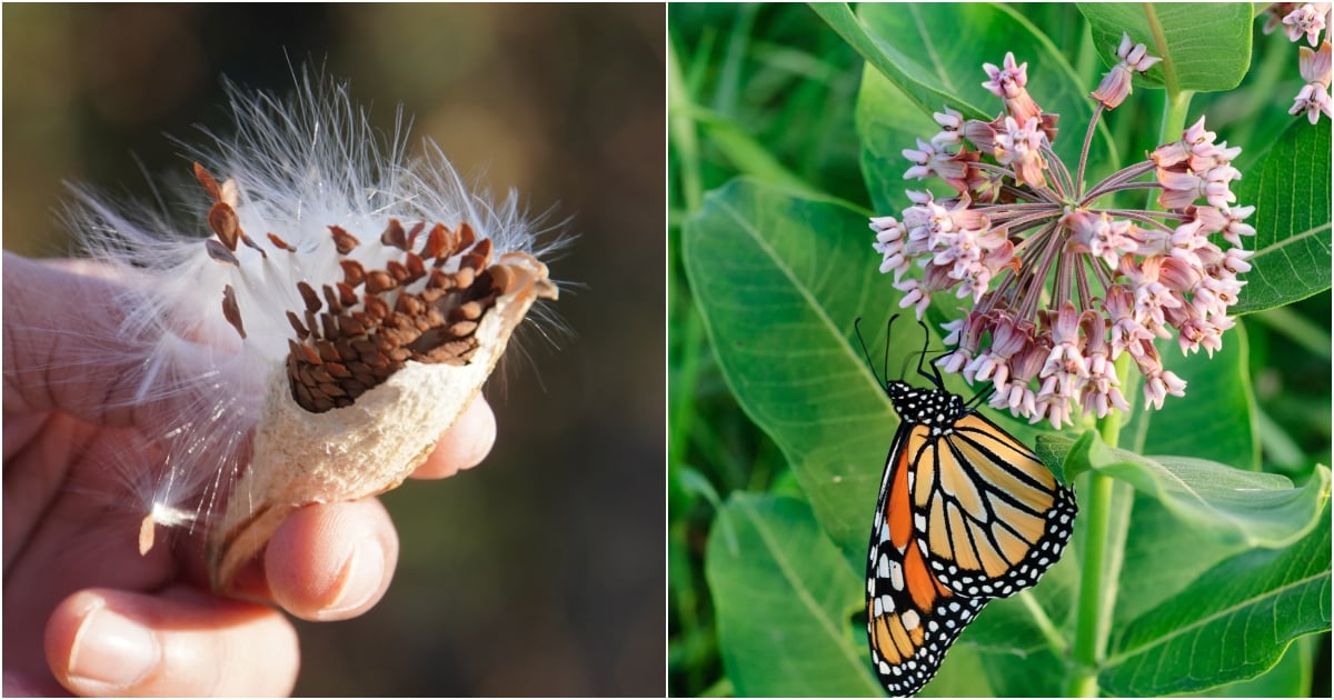 How To Collect & Grow Milkweed Seeds to Save the Monarch Butterfly