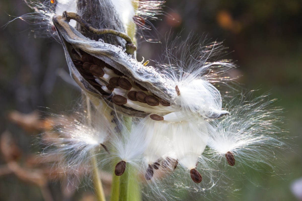 Dried milkweed pod cracked open with seeds and white silk spilling out.