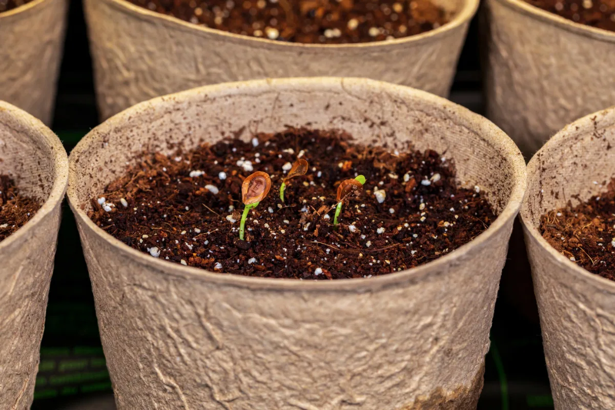 Peat pots with newly germinated milkweed seedlings.