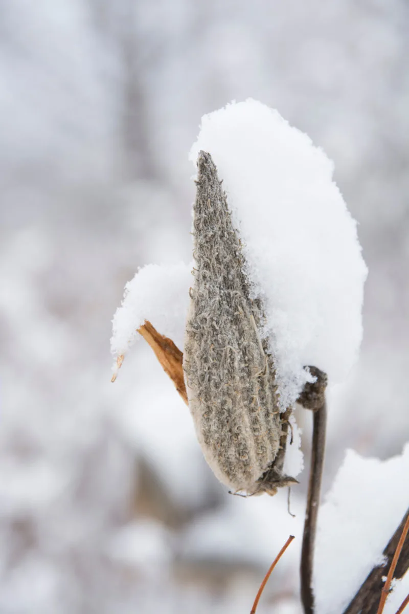 A dried milkweed pod covered in snow in winter.