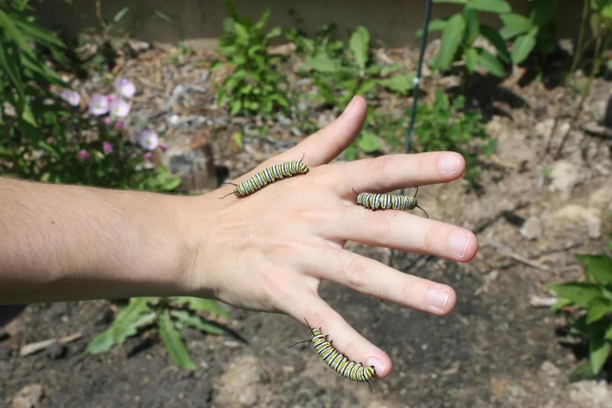 monarch-caterpillars.jpg.webp