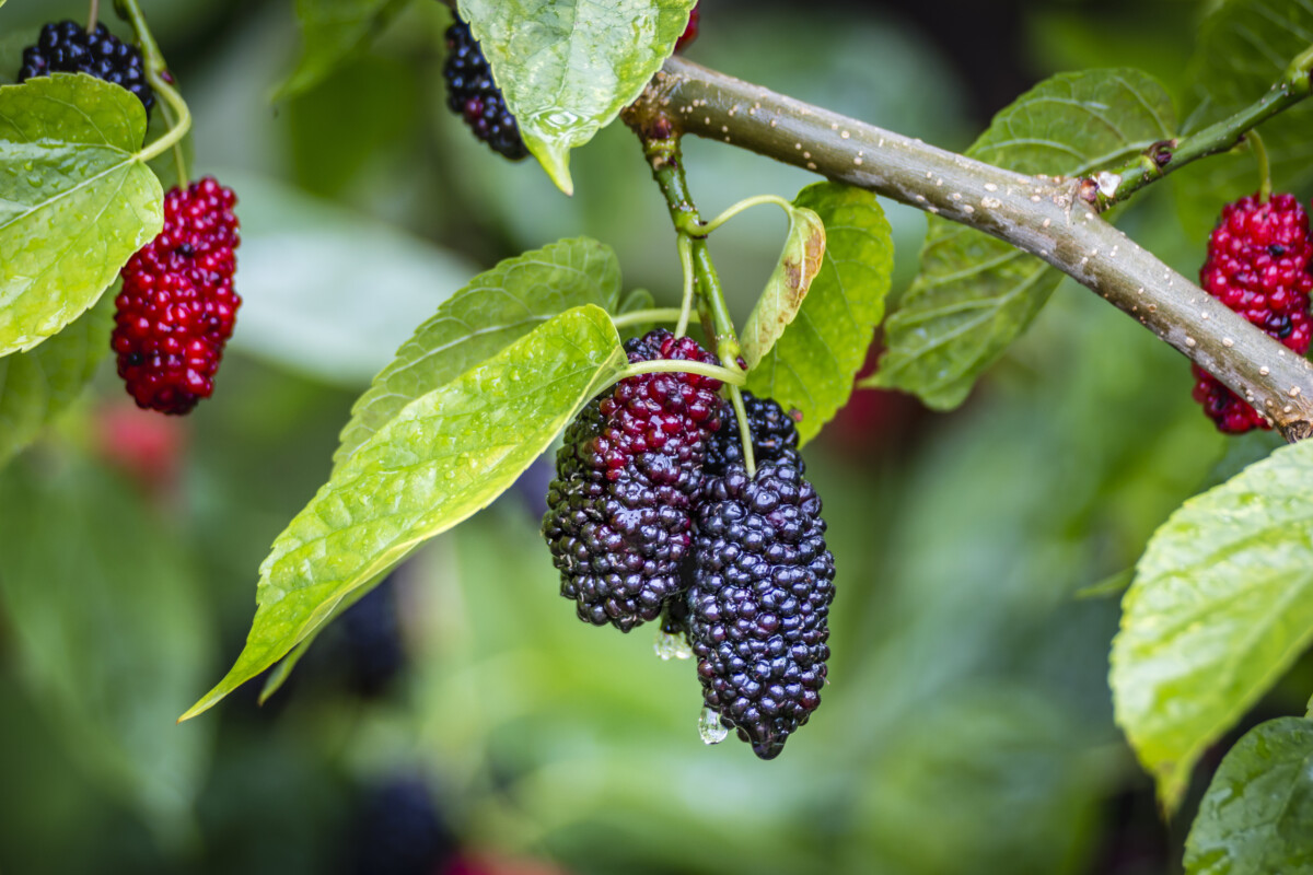 mulberry-fruit.jpg