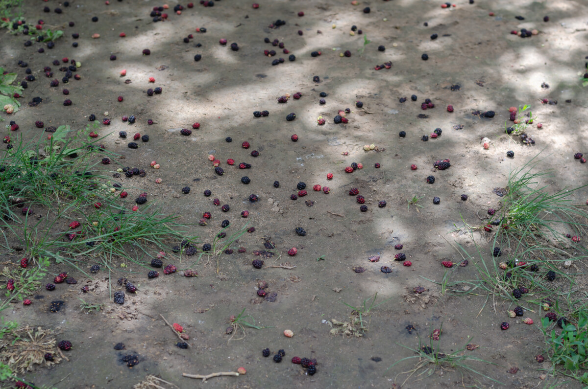 Ground littered with squashed mulberries.