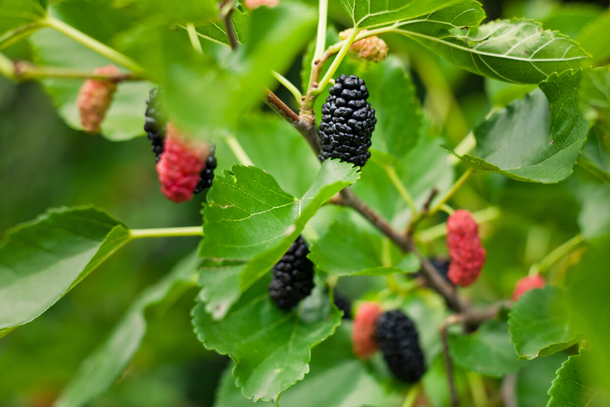 Mulberry trees growing on a branch.