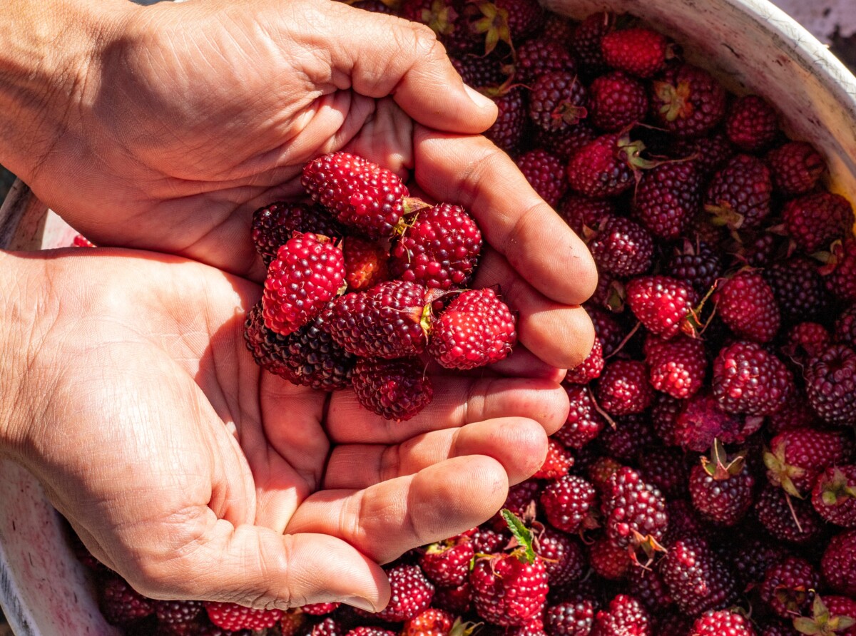 Man's hands, holding mulberries.