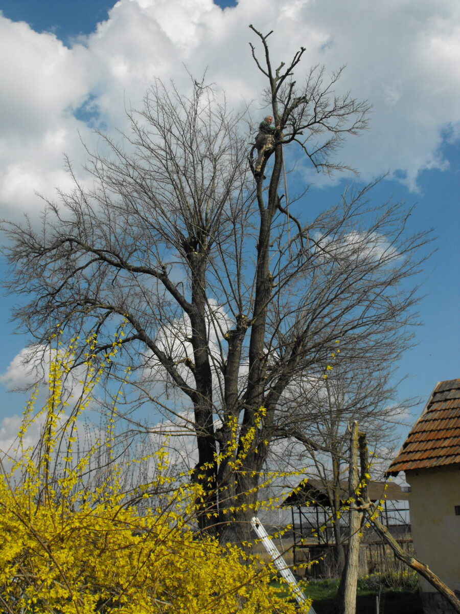 Arborist at the top of a large mulberry tree cutting a limb.