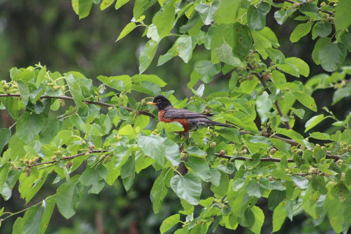 Robin sitting in a mulberry tree eating mulberries off the branch.
