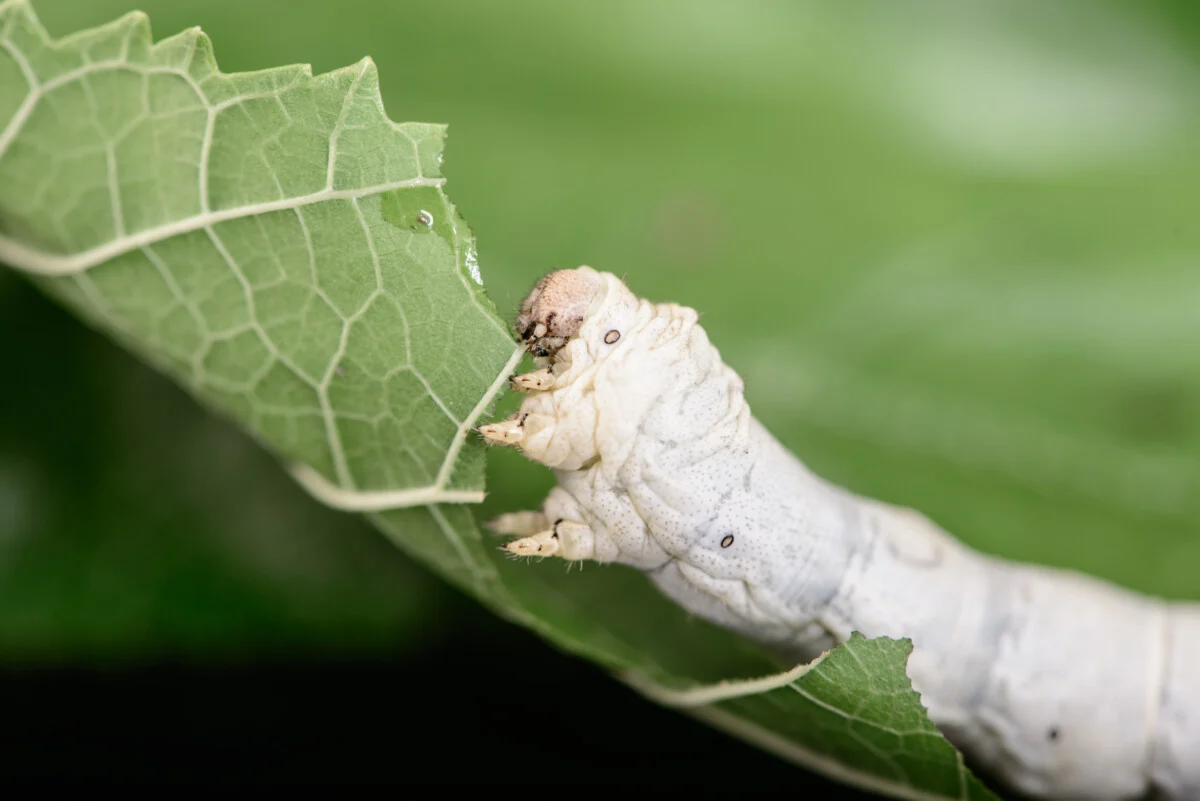 Silkworm eating mulberry leaves.