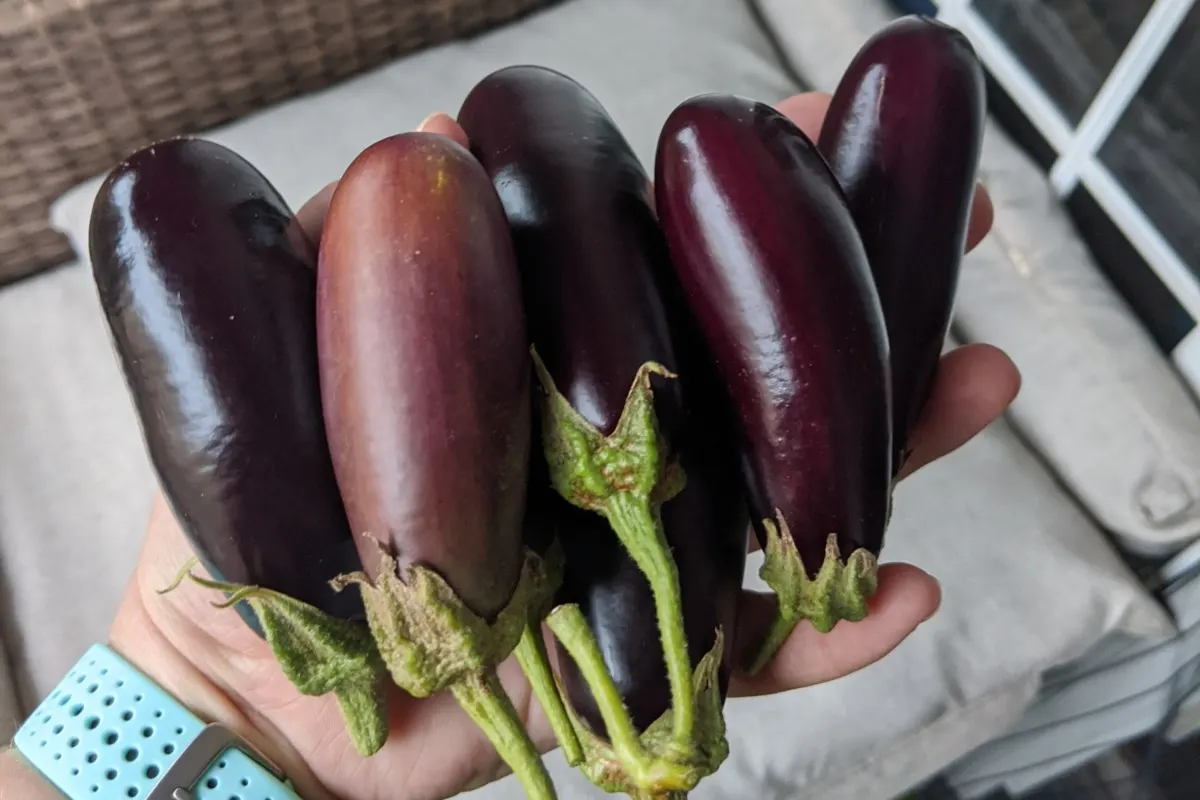 woman's hand holding several small eggplants.