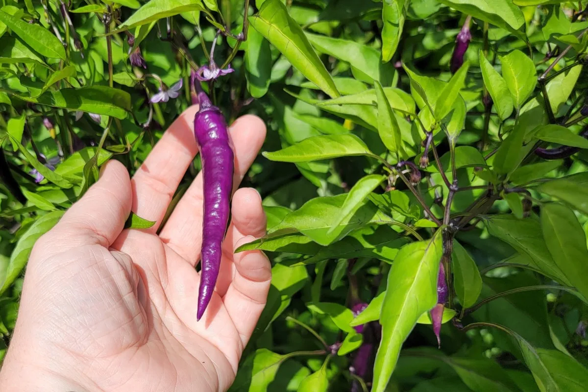 Woman's hand holding a purple pepper growing on the plant.