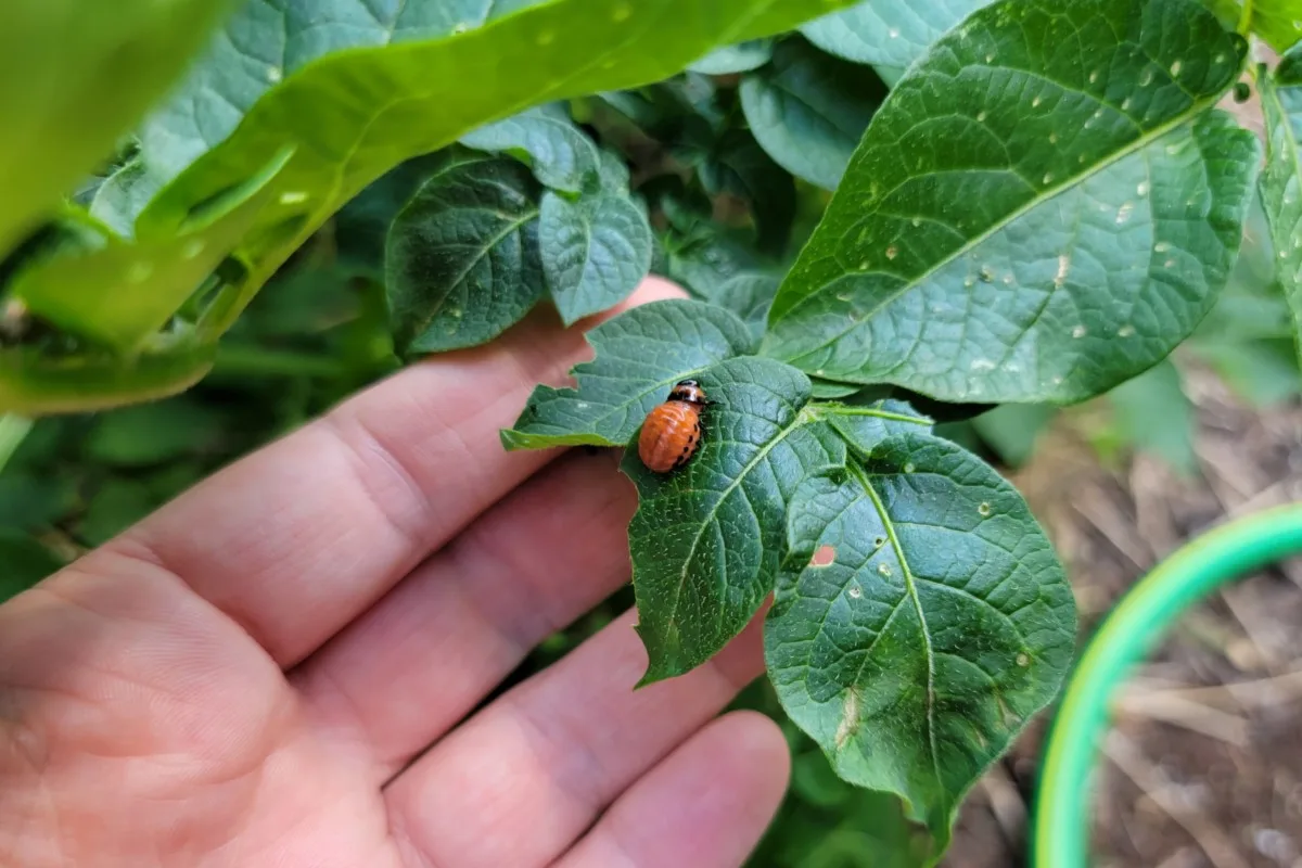 Woman's hand behind a leaf with a Colorado potato beetle on it.