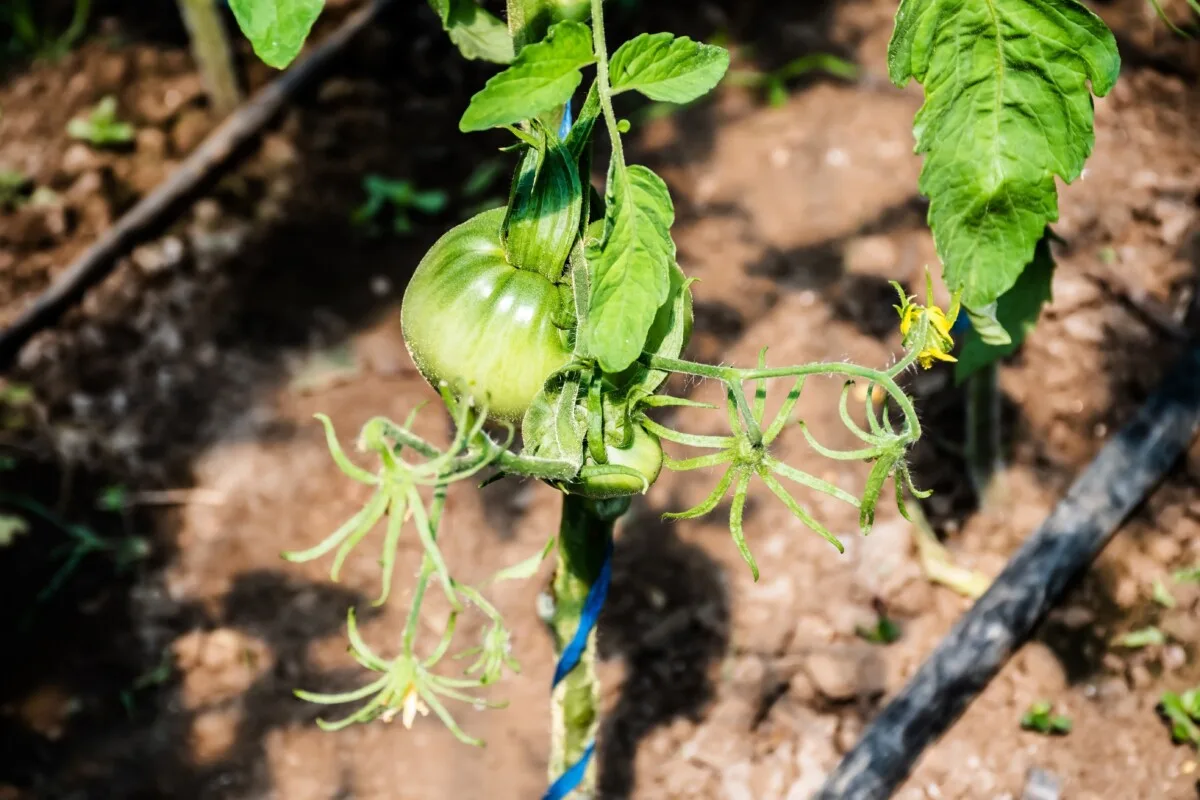 Tomato plant watered via drip irrigation.