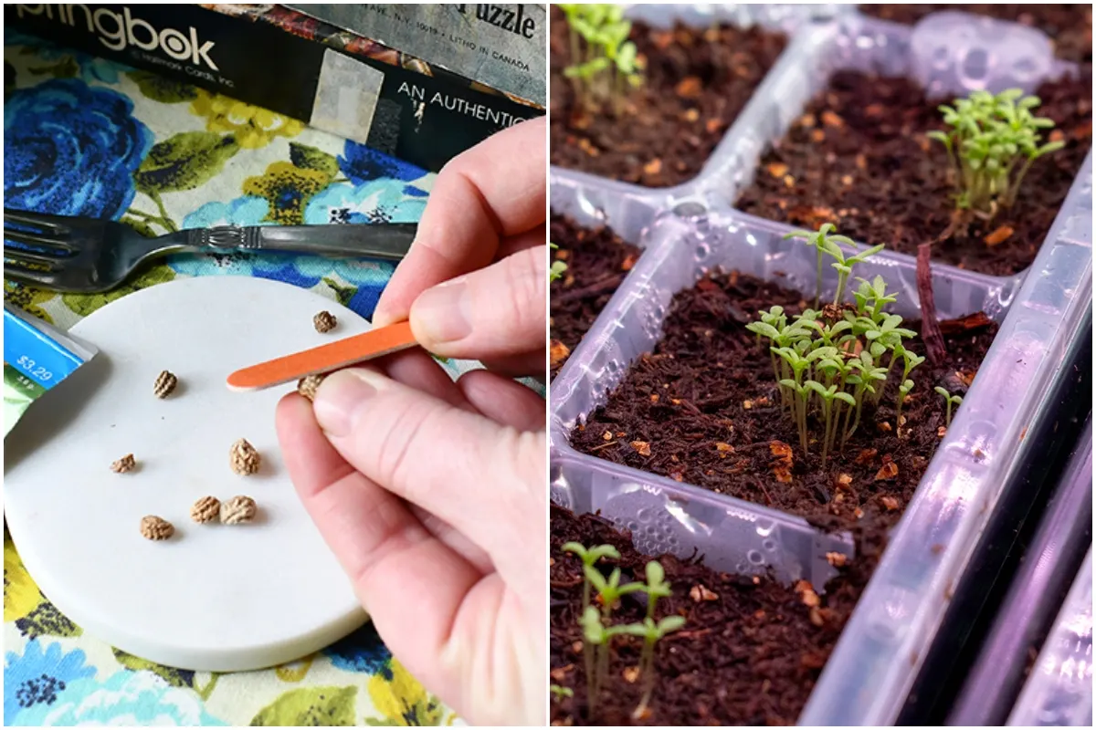 How to Store Seeds to Achieve the Highest Germination Rate and