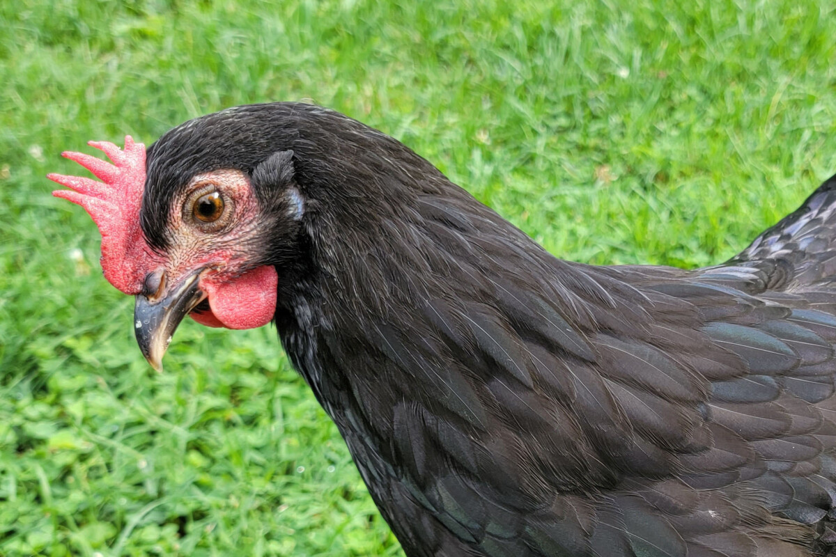 Black hen with bright red comb and wattle.
